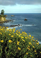 Laguna Beach Wedding, Wedding in Laguna Beach, Laguna Weddings, Laguna Wedding Package, Laguna Beach Wedding Reception.